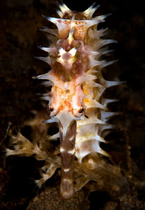 Thorny seahorse. by Mehmet Salih Bilal 